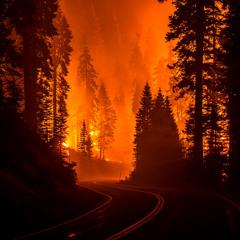 Forest Fire Vol. 1