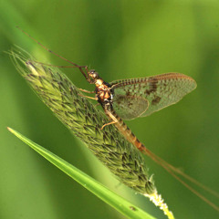 si il en restait qu'un
