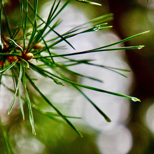 Pine - Ailm
