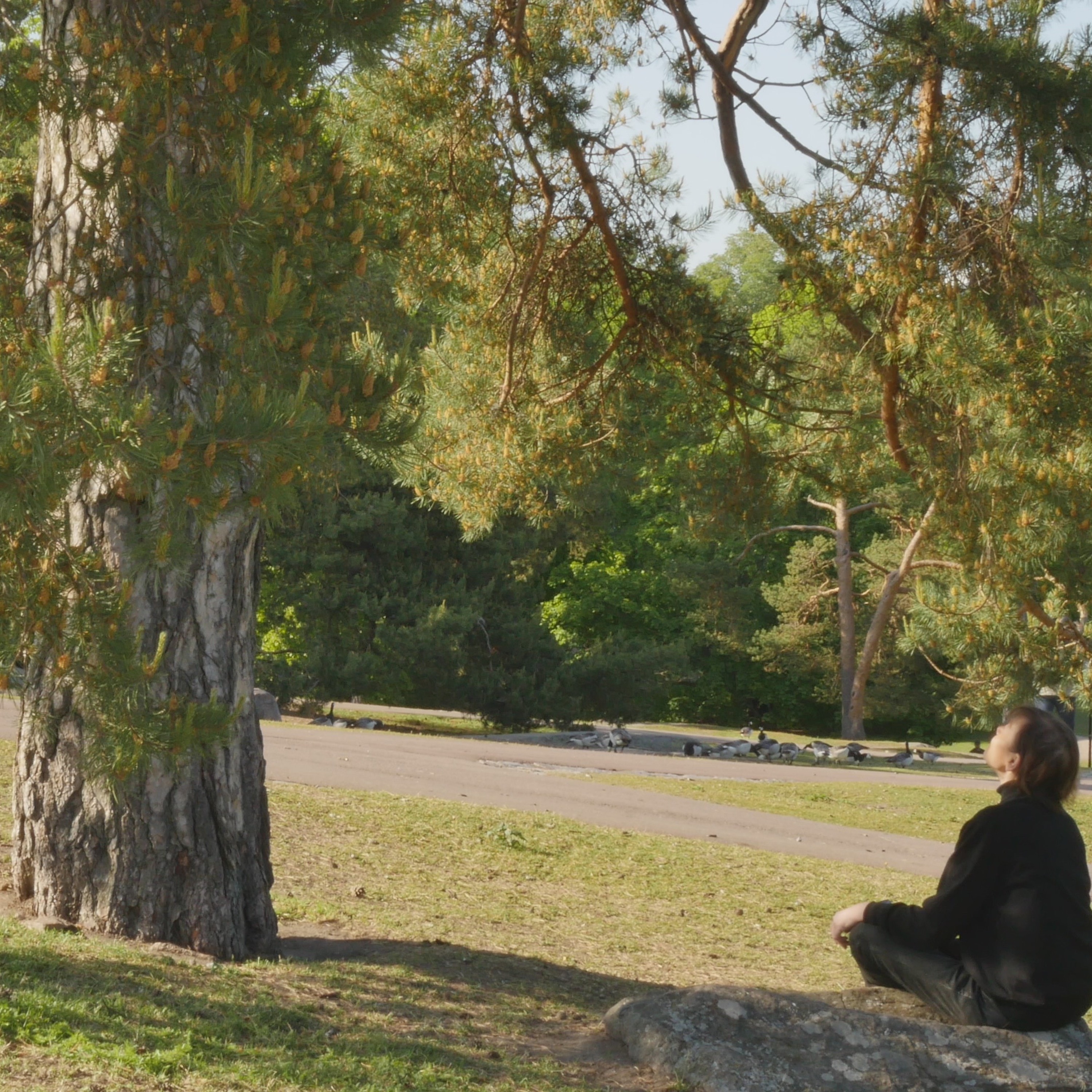 Pondering With A Pine In The Park - 11 episode artwork