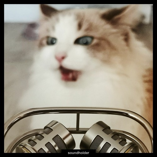 Stream Meow! Sound Library Preview by Soundholder | Listen online for free  on SoundCloud