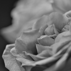 Petals In Grayscale