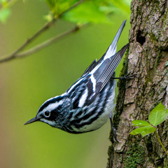 Black-and-white Warbler song - Tivoli Bays WMA, Tivoli, NY