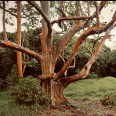 EUCALYPTUS