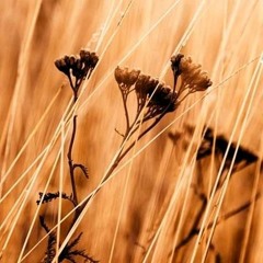 King's Groove Podcasts Series 013 Mixed By Chillas Dub.mp3