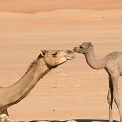 اسعد البطحري  هجن الرياسه