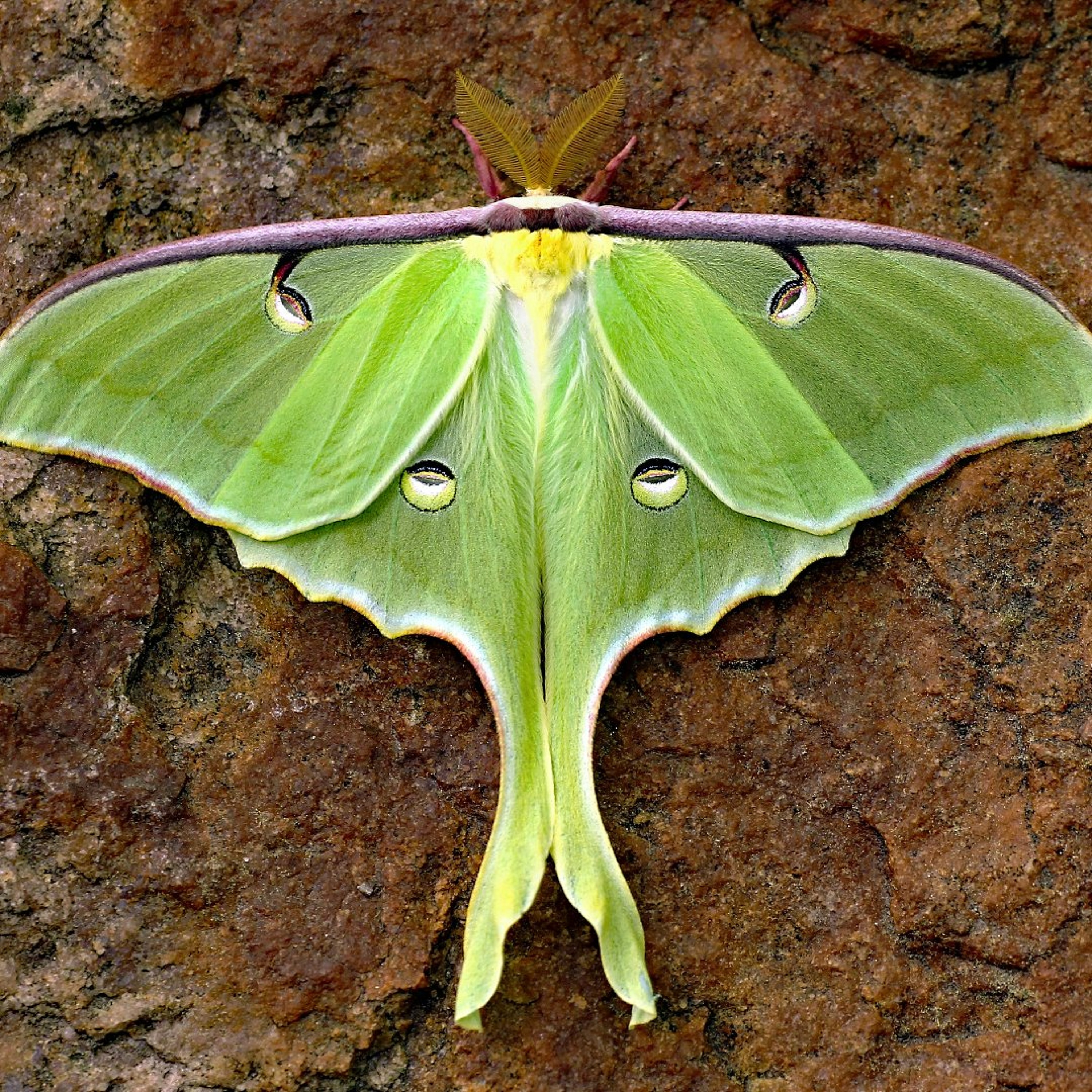 Wisconsin Bug Guy Discusses Insect Diagnostic Lab, National Moth Week, and more episode artwork