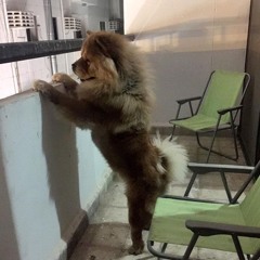 خوفوني واني ماخاف غناءالفنان علاءعبدالمجيد توزيع مازن المصري كلمات حكمت غرالي انتاج جمعيه صوت الاردن