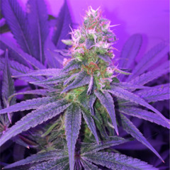 Blueberry - Crispy feat. Slice (Freestyle)