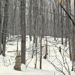 ludignton mi (dinesstro)