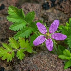 Canciones que cantan las plantas (Advan Haschi cover) שירים ששרים הצמחים VclipAudio