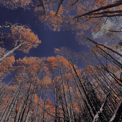 HAVE MVRCY ON THE MIX, VOL. 1