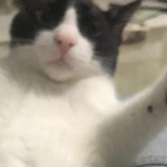 Bob