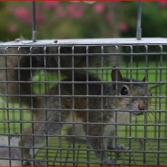 Squirrel Removal in Attic in New Berlin WI  - AAAC Wildlife Removal