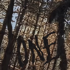 nonet - blair witch