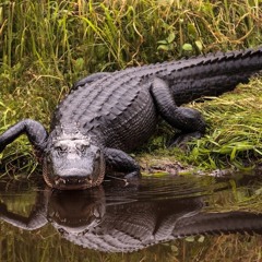 Gator talk.m4a