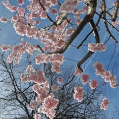 Asian instrumental modern