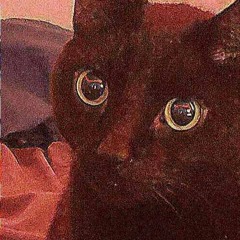 Silly thing --->                       🐈‍⬛