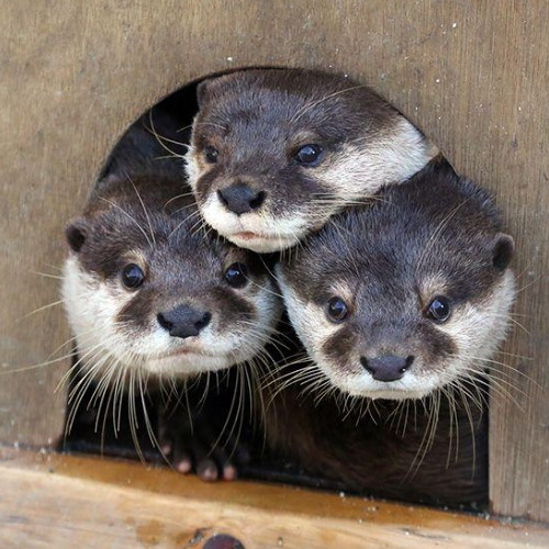 bms ft. stixx + lust3r [highsoulja]