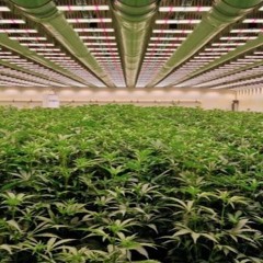 Eine Reise von der Erde zu deinen Sinnen – Die Kunst des 100 % biologischen Anbaus