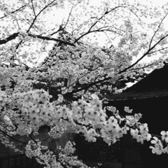 релиз 38 сентября