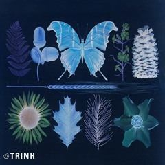 TRiNH 251123