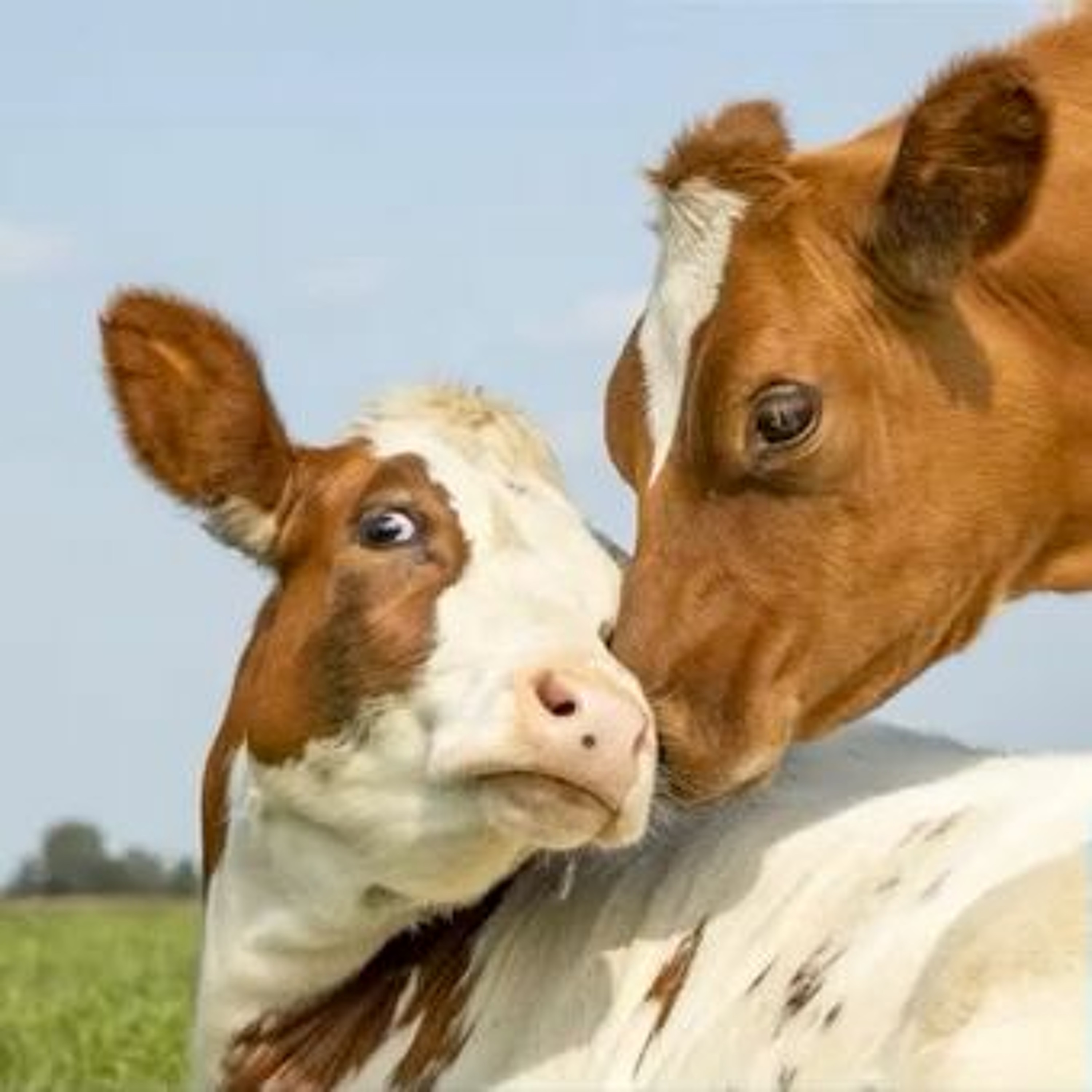 Horóscopos y Mantras 4 - 10 Julio 2022