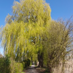 Alt wie ein Baum, die Puhdys