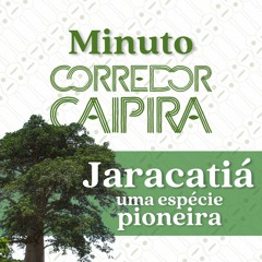 Jaracatiá: ideal para reflorestar | Minuto Corredor Caipira