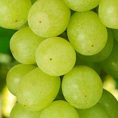 თითა
