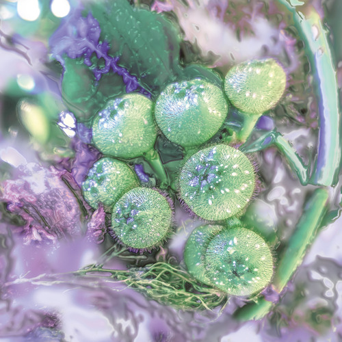 Caustics