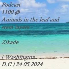 Paul Zentos Podcast 1100 @ Animals In The Leaf And Stem Layers - Zikade ( Washington  ) 24 05 2024