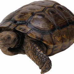 【Luci】Bacterial Contamination【UTAUカバー】