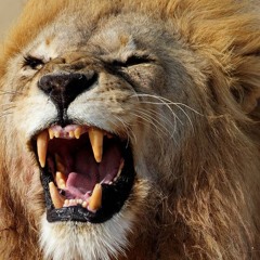 Afro Roar of the Drums Mix