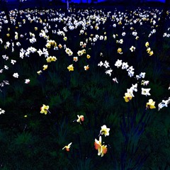 What left of me - Pearblade(remix byIsa)