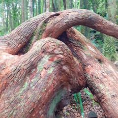 Zoziaux dans la forêt de Mare Longue