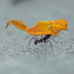 Le vol de la fourmi (Hommage à Toutwoui)