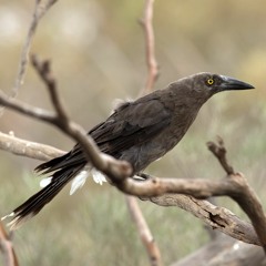 2020.09.05 Mallee Habitat (3). Spring. Yellow-plumed Honeyeaters and a Grey Currawong.