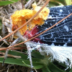 Favor de no morir en el intento