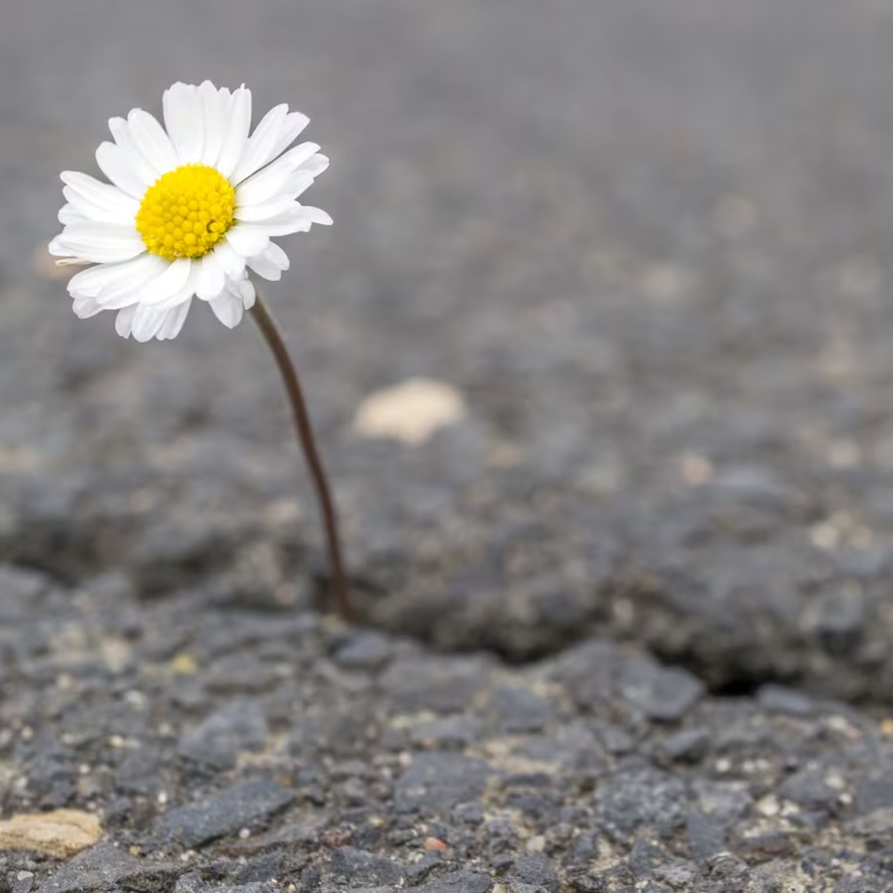 hidden from the light