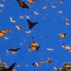 [FREE] playboi carti type beat "butterflies" | chill rap beat prod. Januario