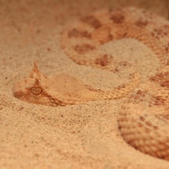 The Sidewinder