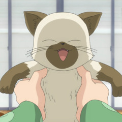 when a kitty walks up to you - kiwan