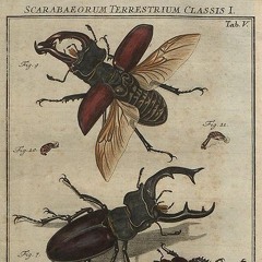 scarabaeidae