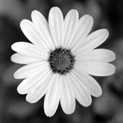 Psychill Downtempo - Fourth Shaman