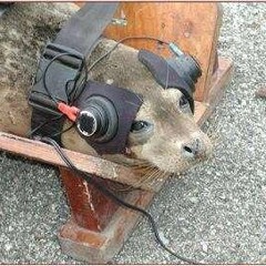 they put me in the machine again