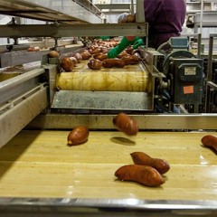 Automated Conveyor Cleaning Equipment Improving Hygiene
