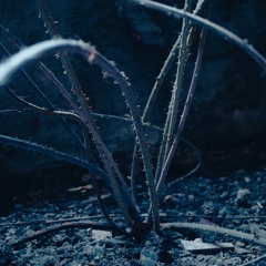 Flicker