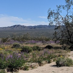 Chill Summer Mix - Afro - Melodic House