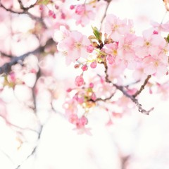 Sakura Blooms